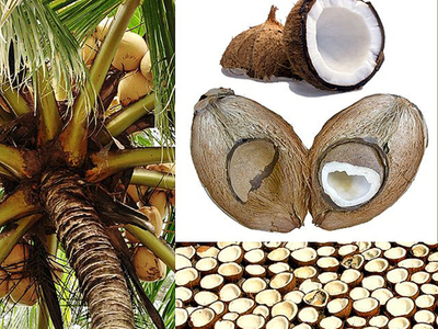 Bisuteria artesanal de Tagua